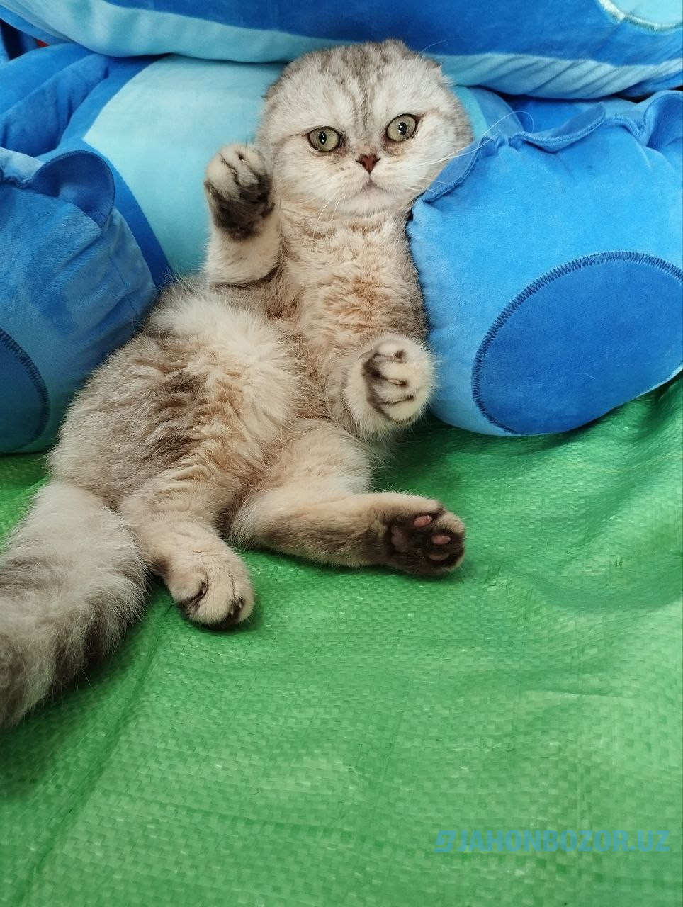 Scottish fold elitniy serebristiy 