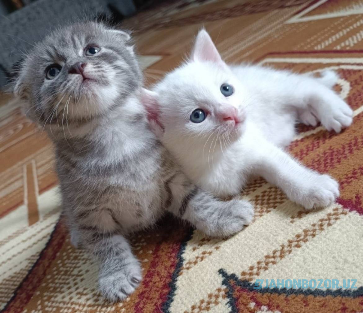 Scottish fold 