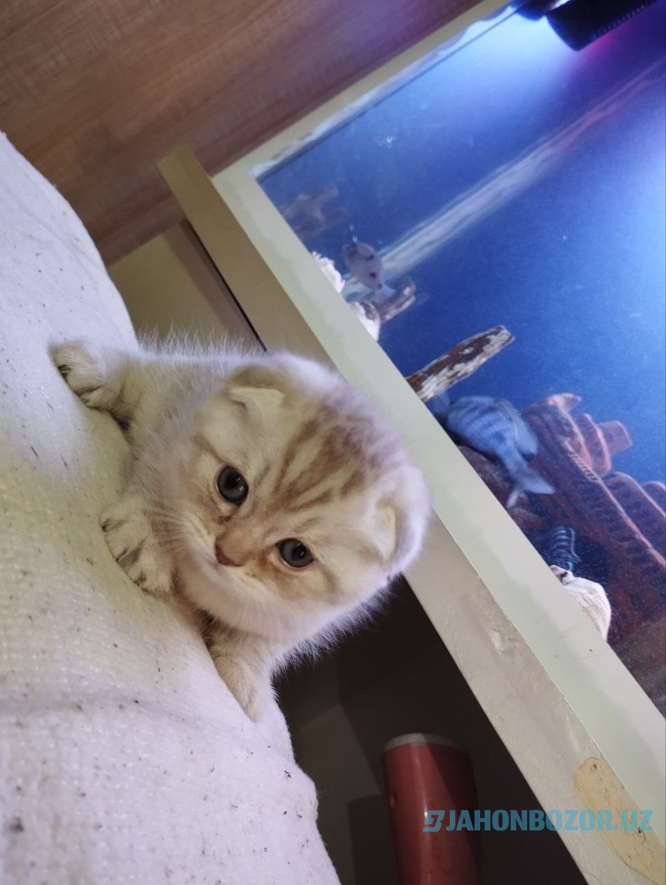 Scottish fold elitniy shinshila 