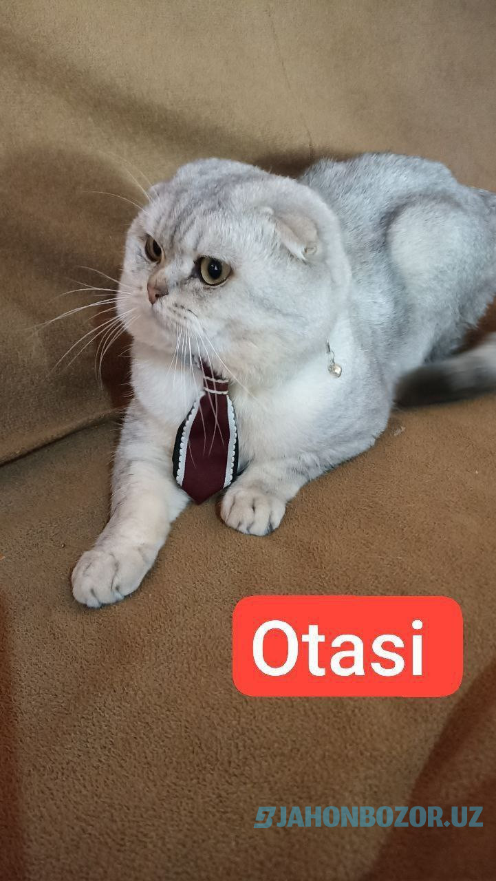 Scottish fold elitniy shinshila 