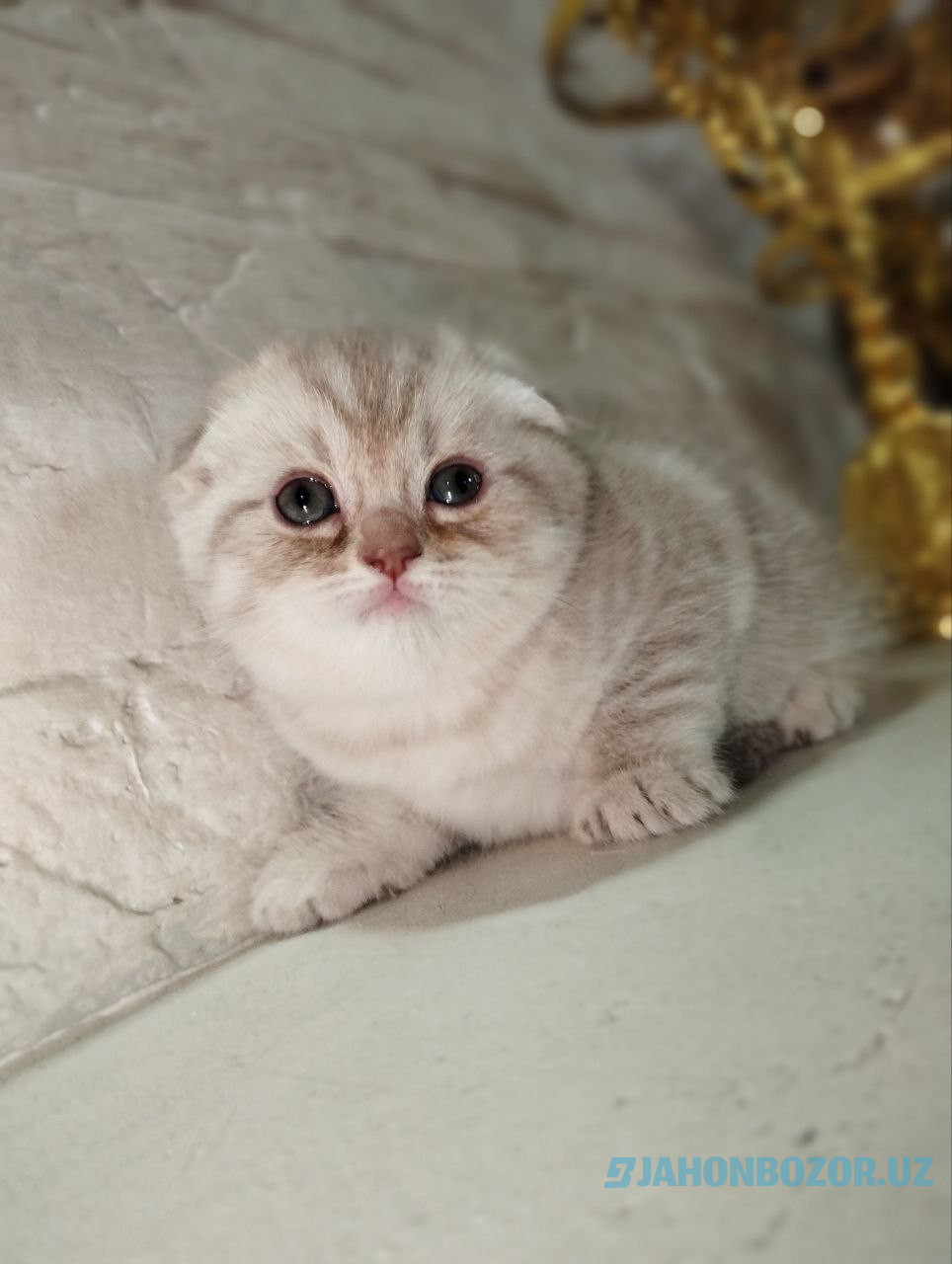 Scottish fold elitniy shinshila 