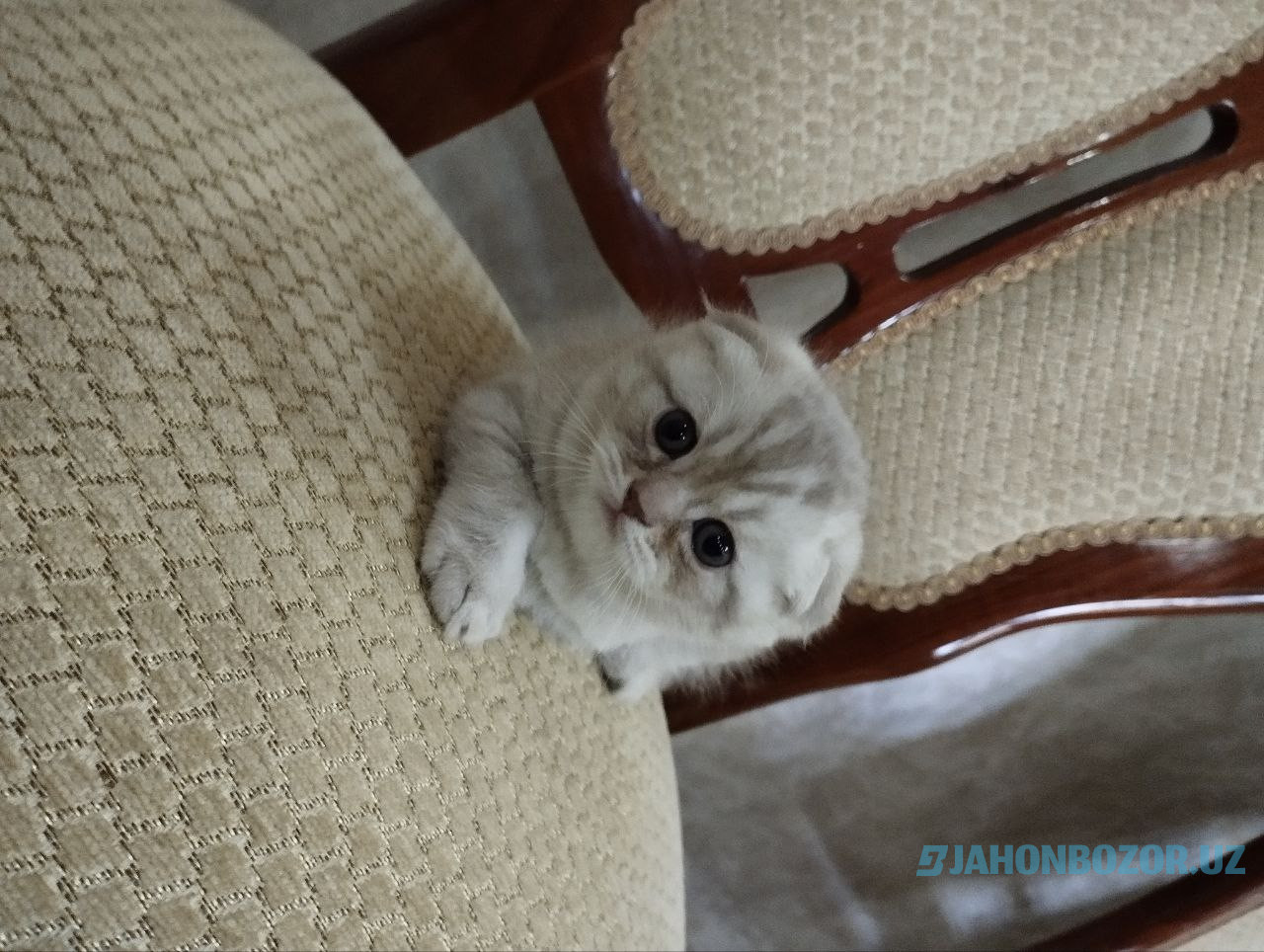 Scottish fold elitniy shinshila 