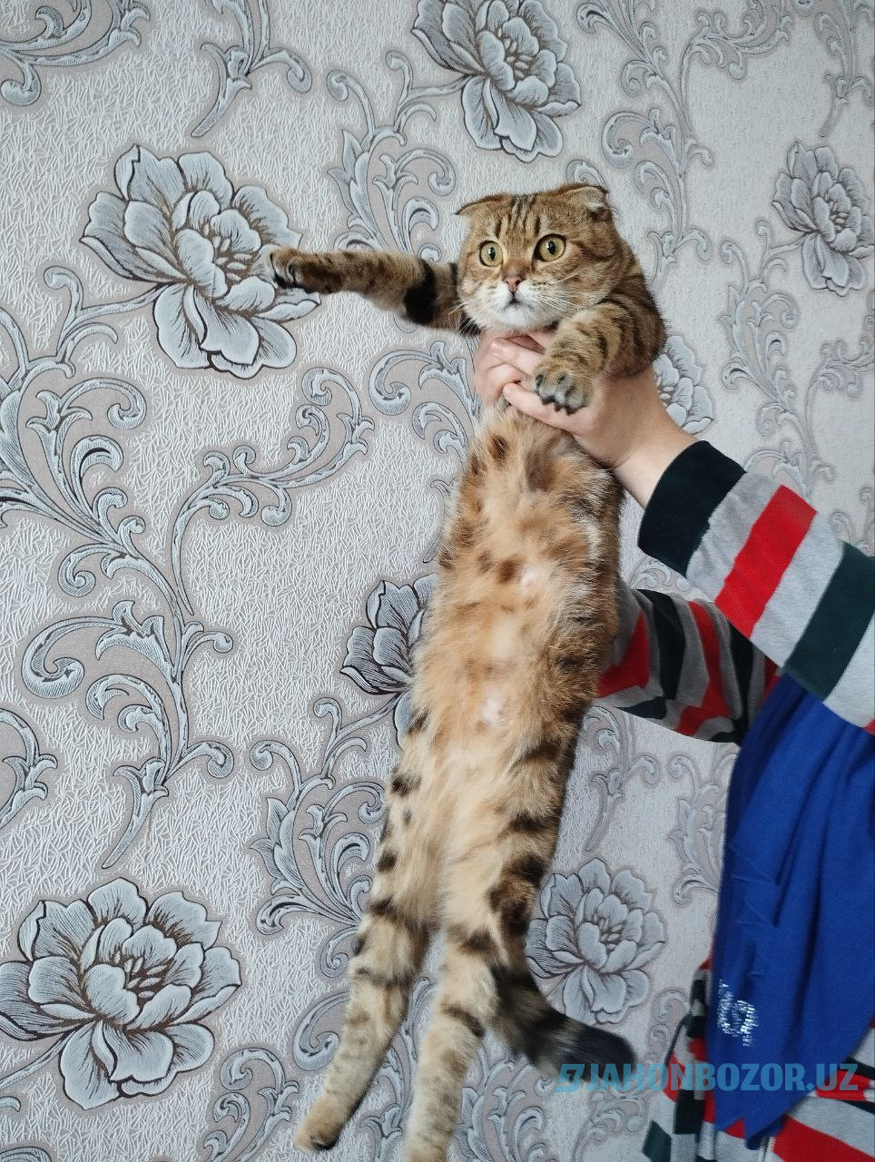 Scottish fold 