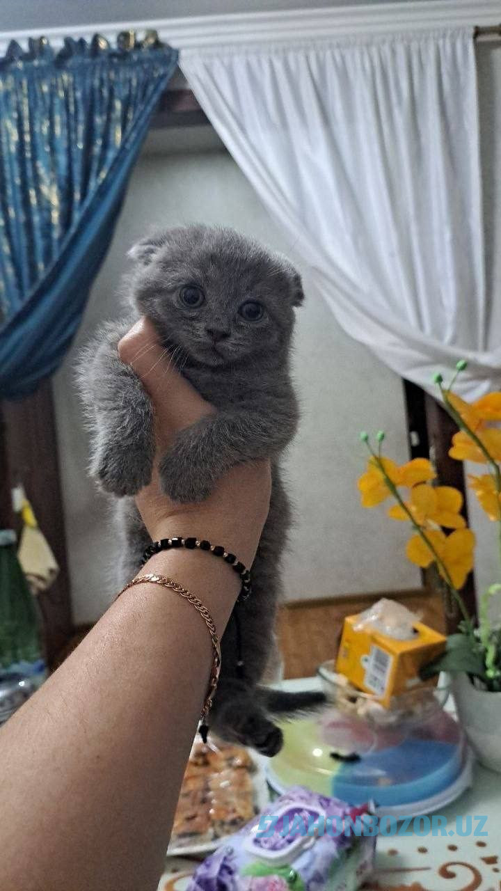 Scottish fold 