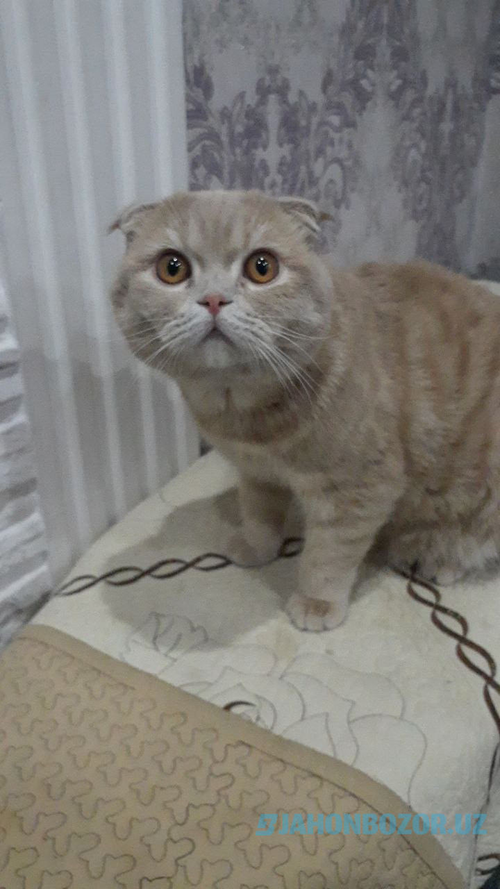 Scottish fold 