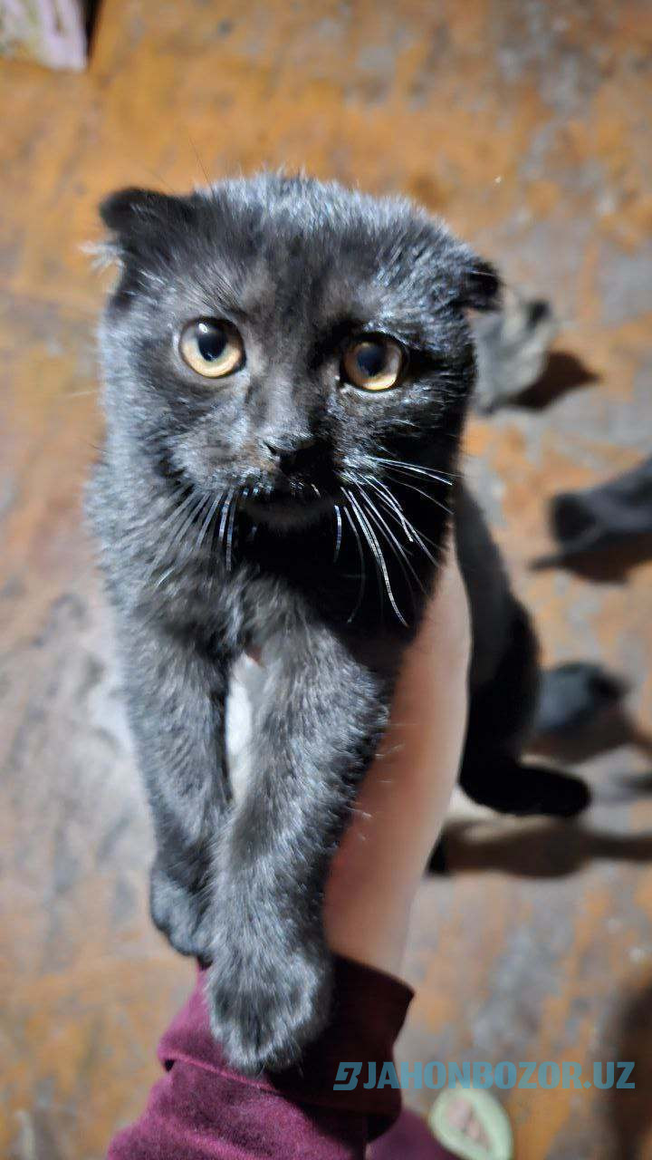 Scottish fold 