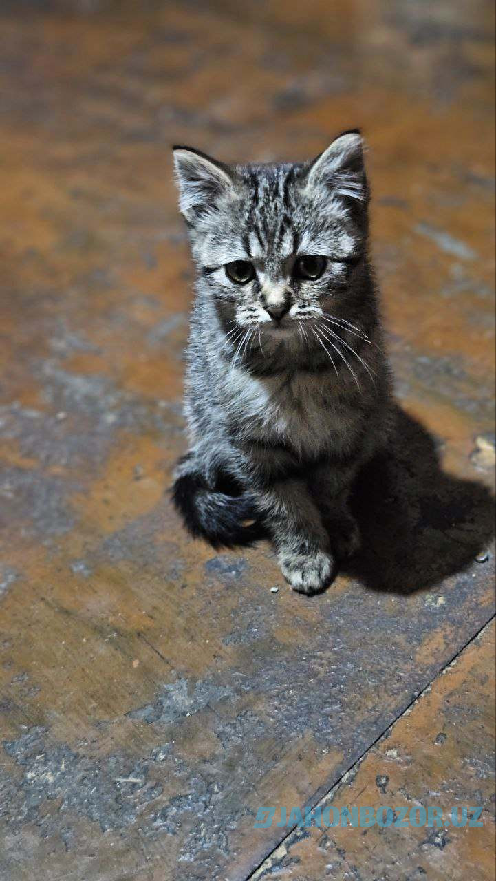 Scottish fold 