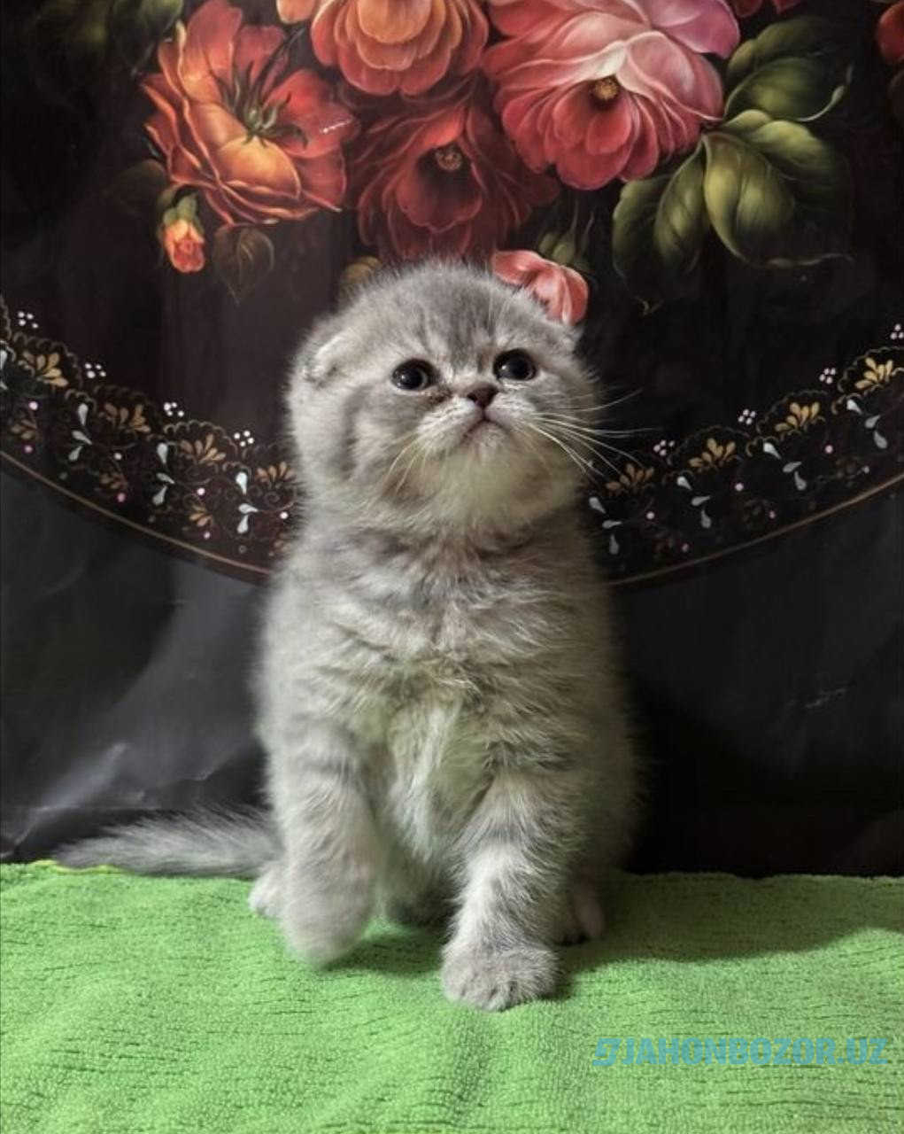 Scottish fold 