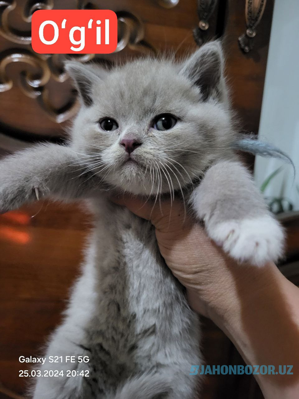 Scottish fold va scottish strayt 