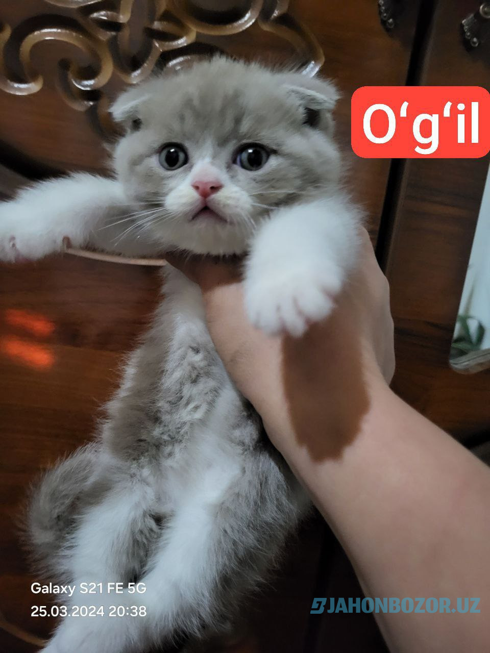 Scottish fold va scottish strayt 