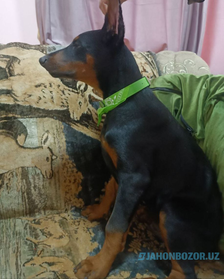 Doberman