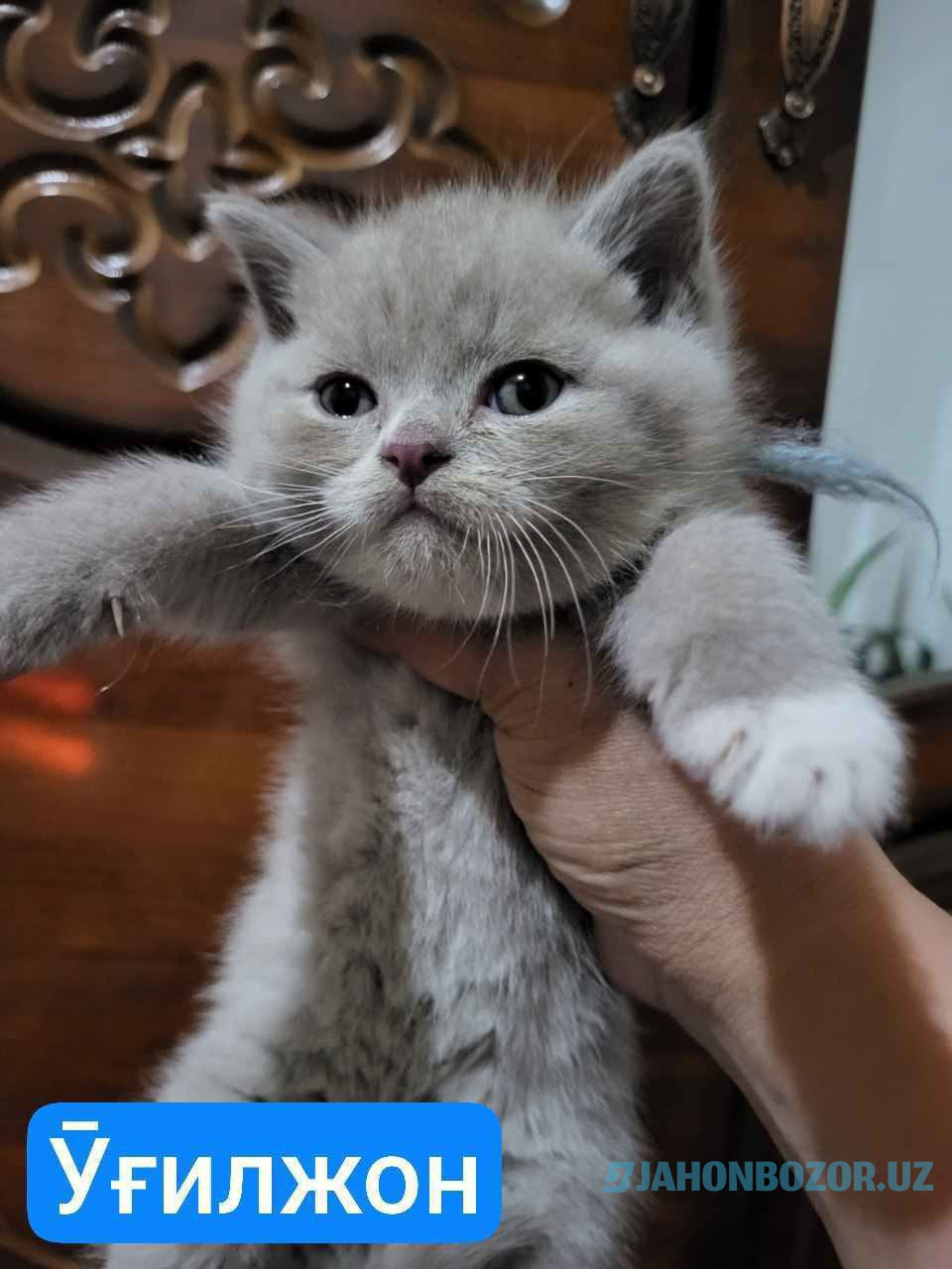 Scottish fold va scottish strayt 