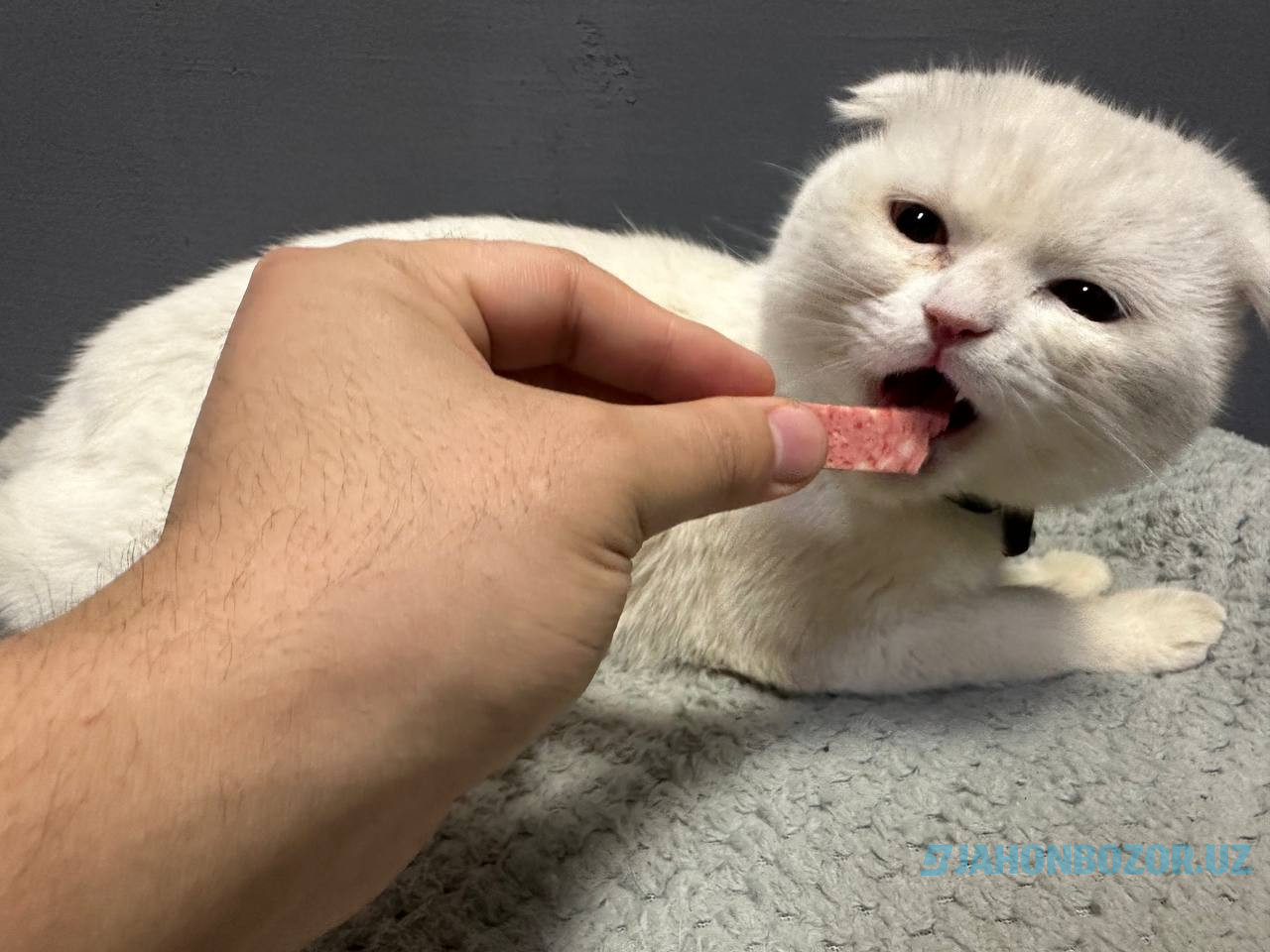 Scottish fold 