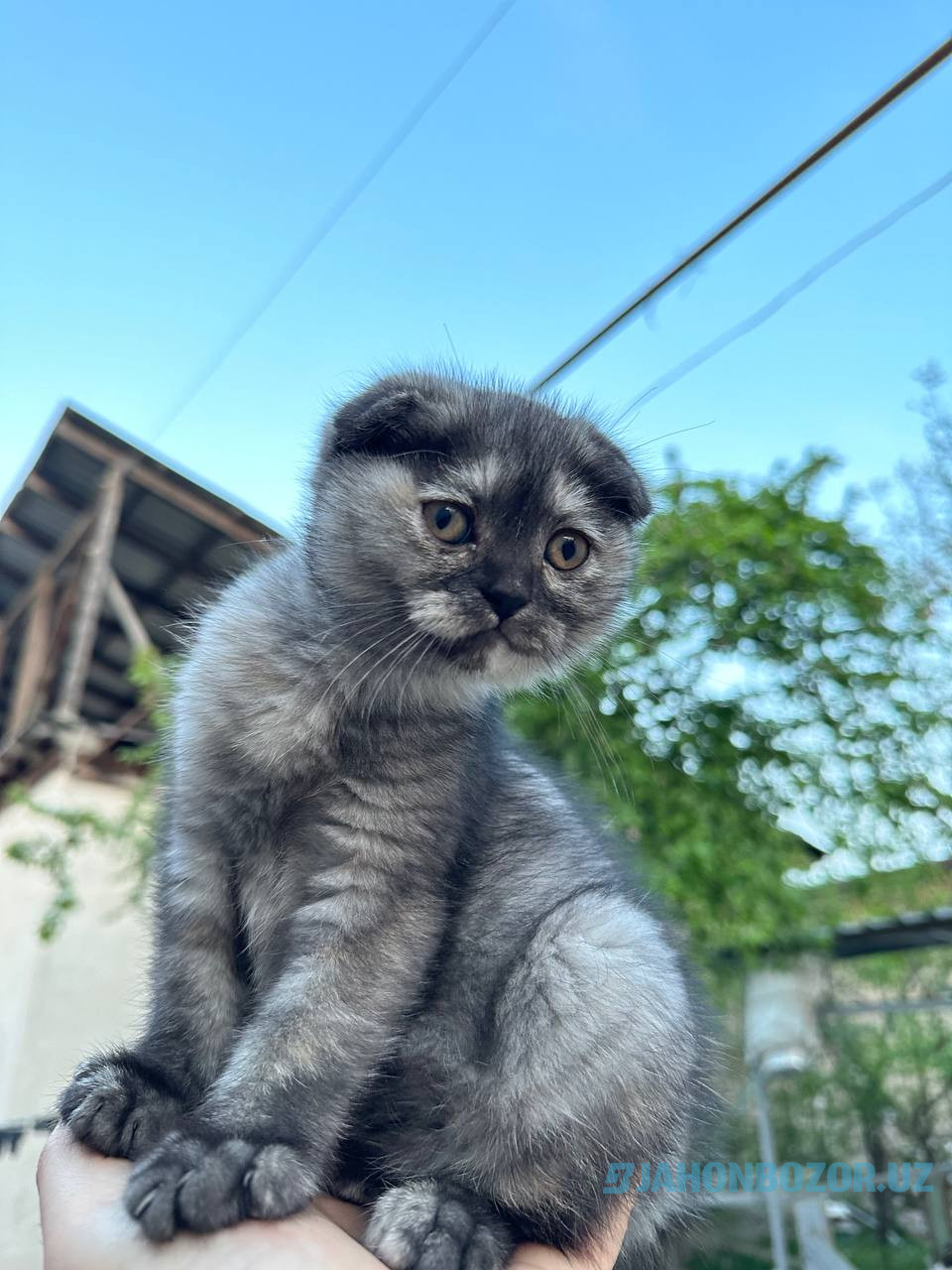 Scottish fold 