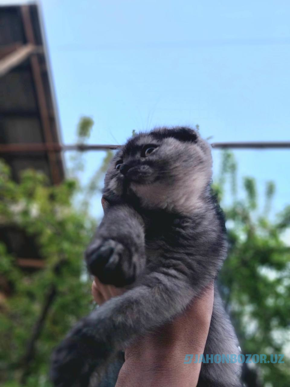 Scottish fold 