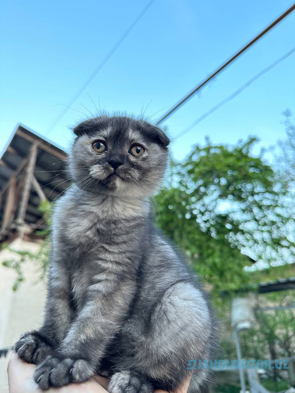 Scottish fold 