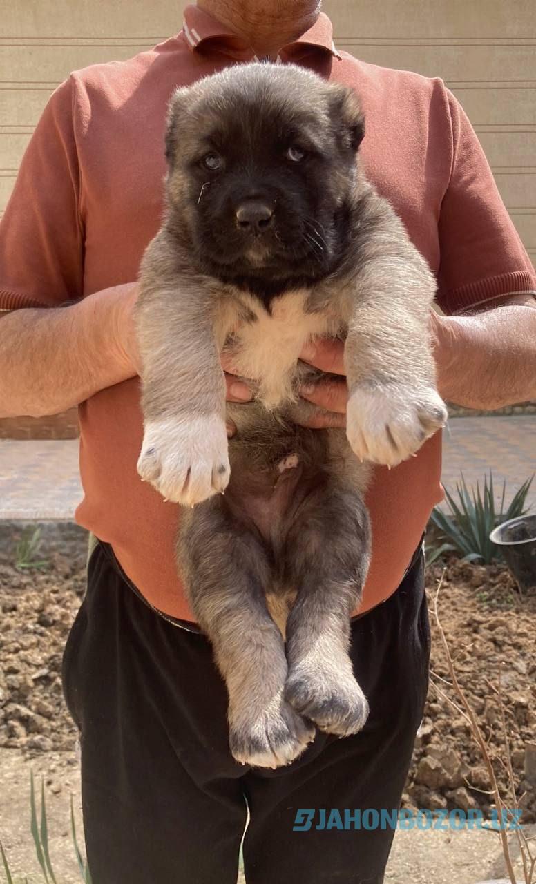 Kangal