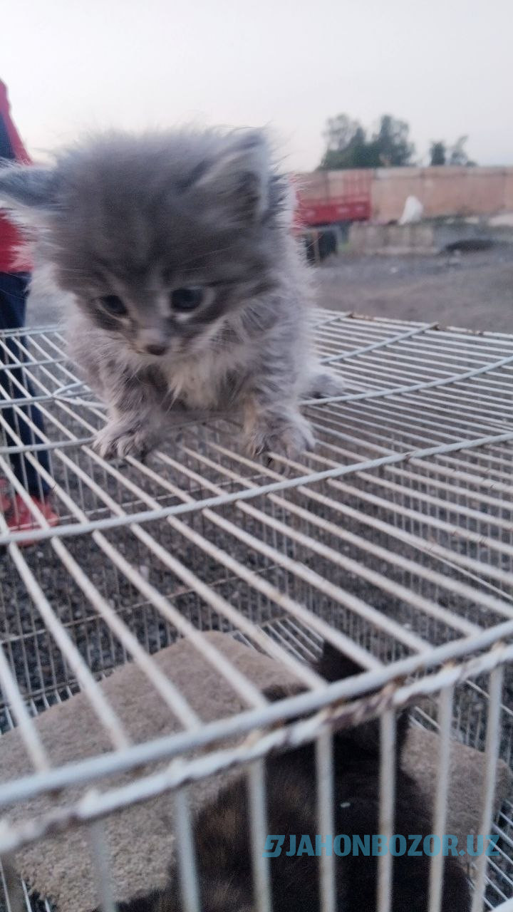 Scottish fold 