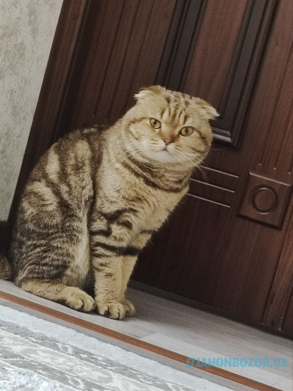 Scottish fold 