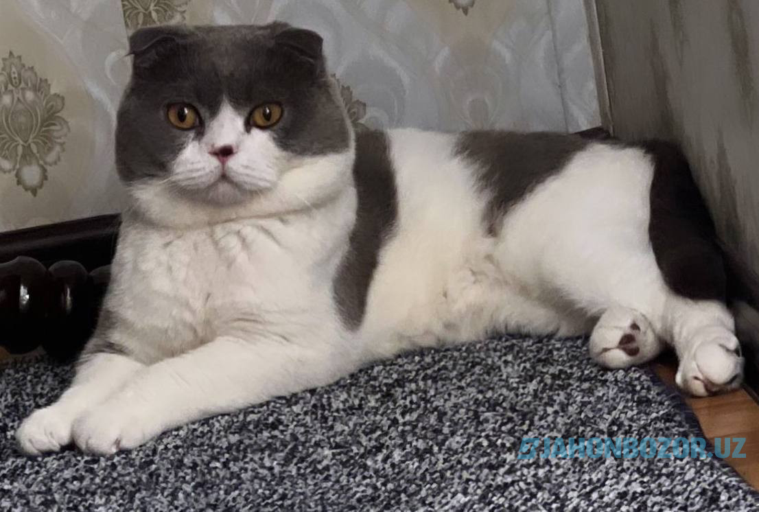 Vyaskaga shotlandiskiy scottish fold 