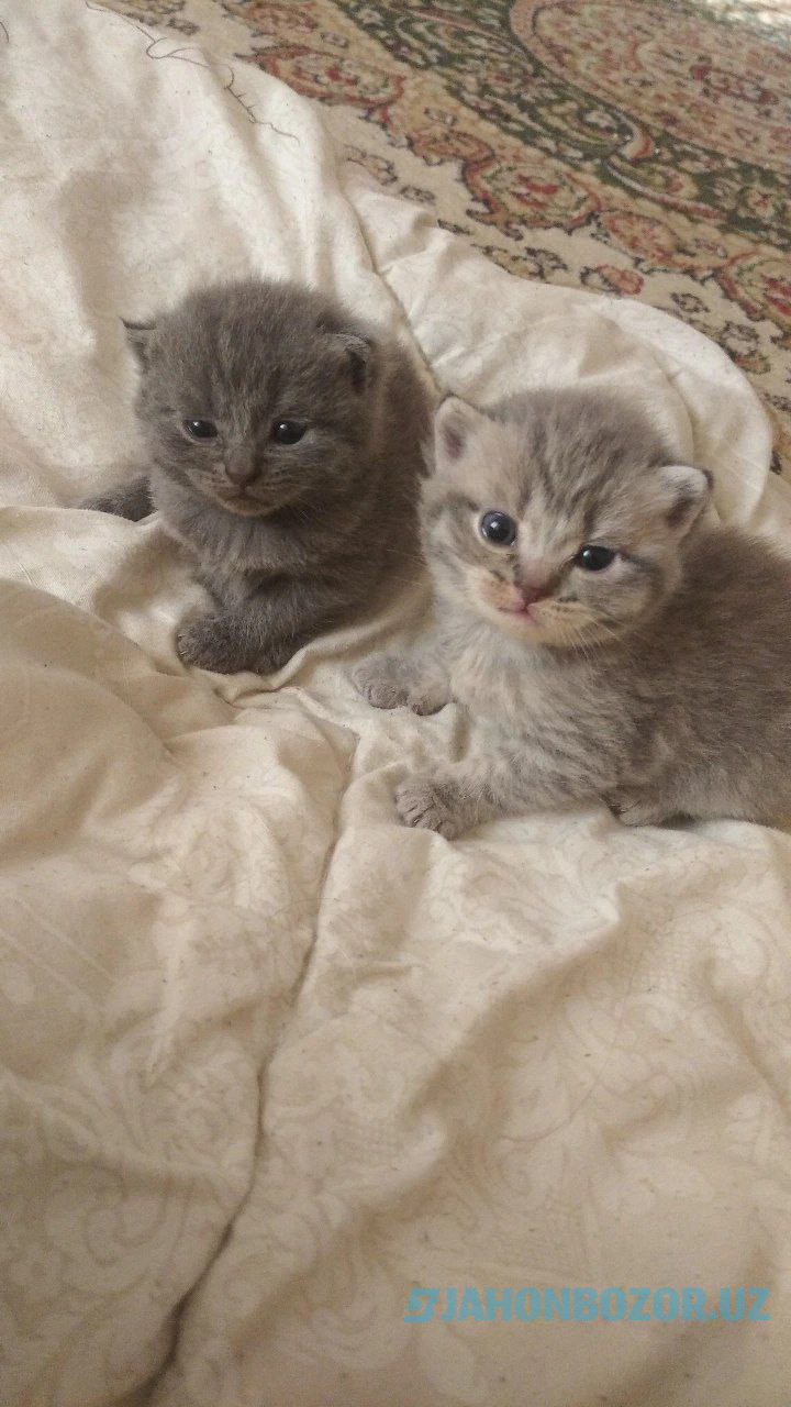 Scottish fold va scottish strayt 