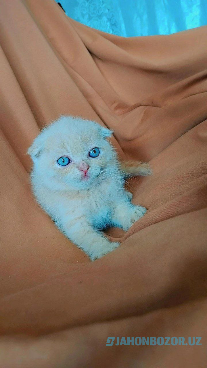 Scottish fold Kremoviy okras