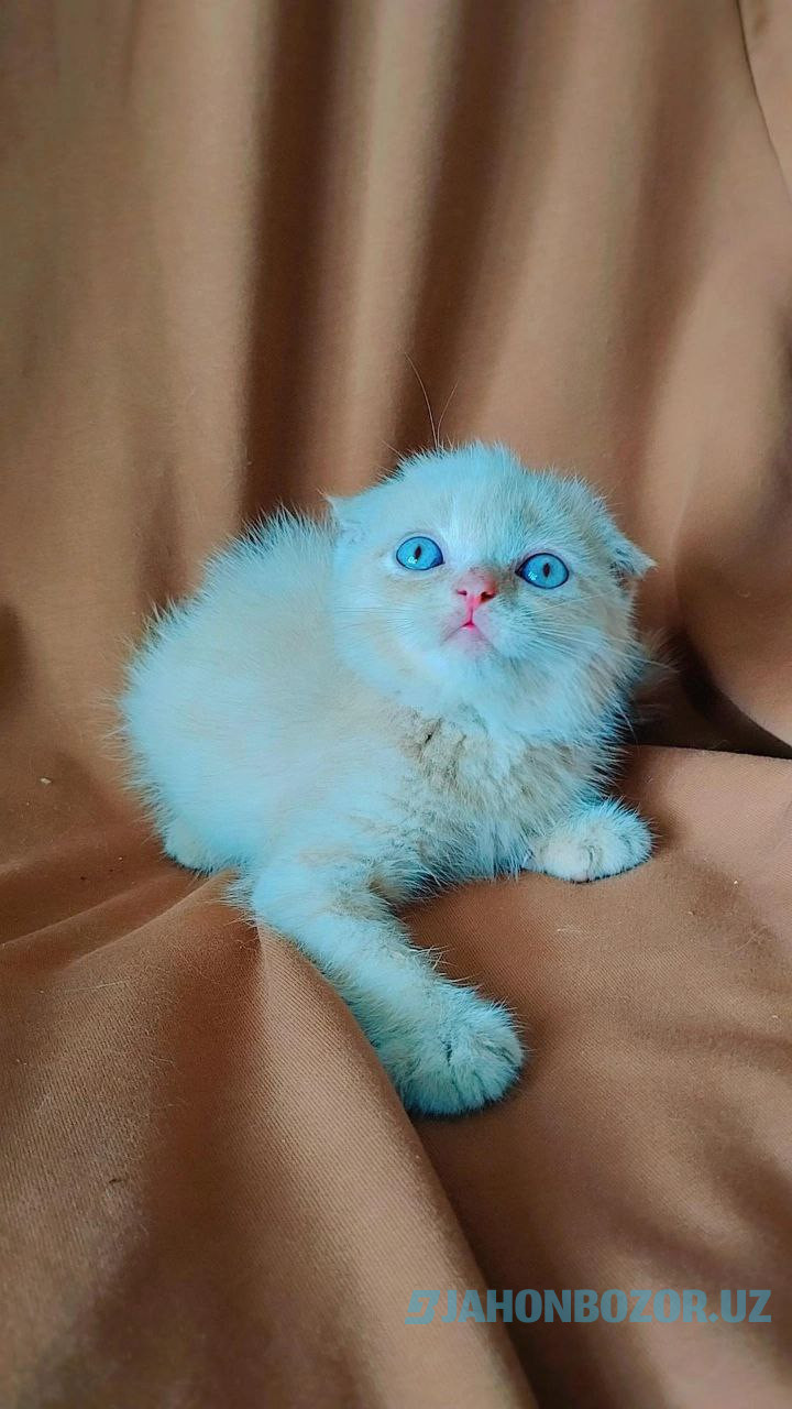 Scottish fold Kremoviy okras