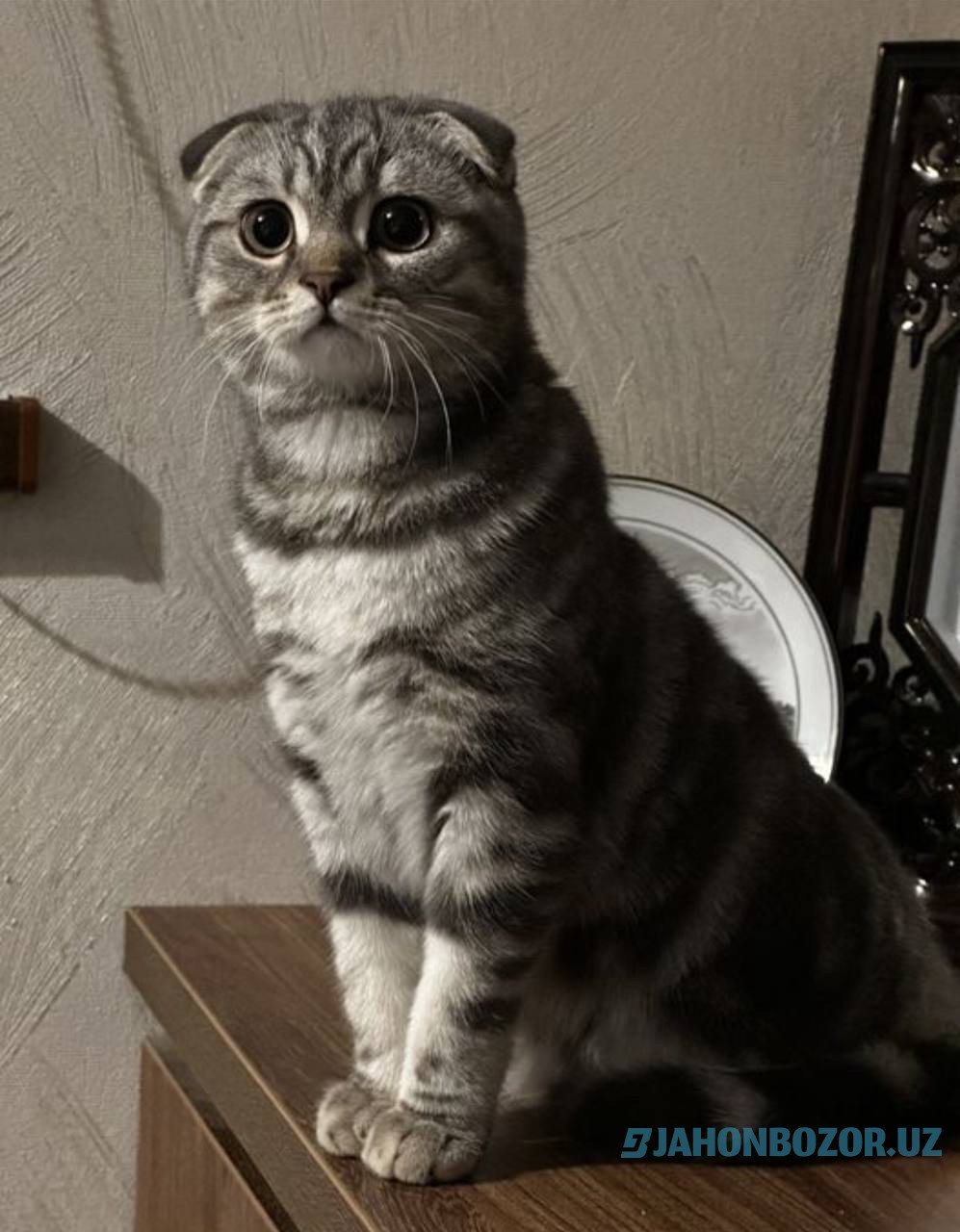 Vyaskaga Miramirniy scottish fold 