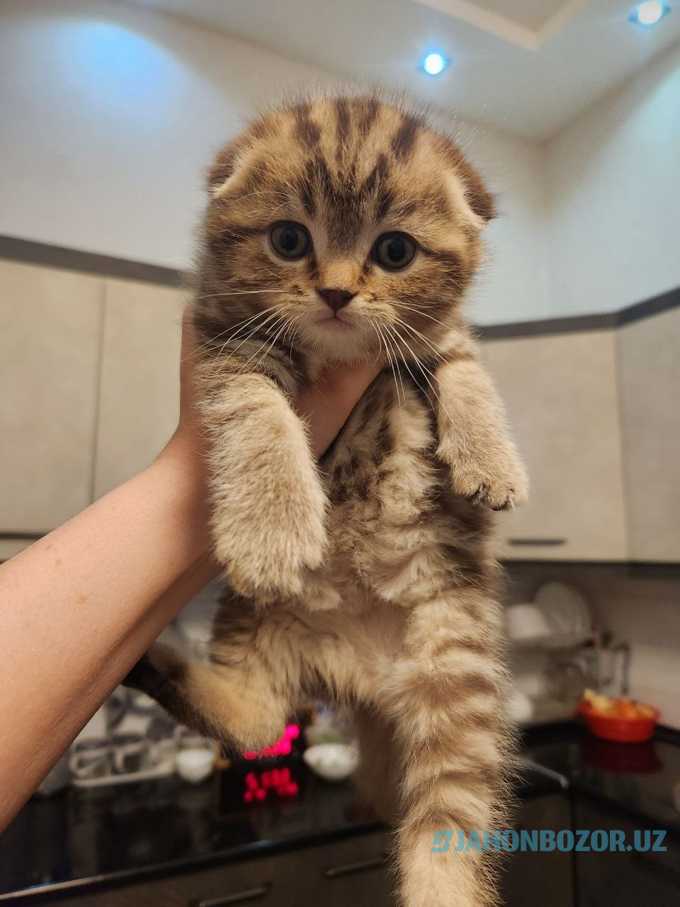 Scottish fold mramorniy