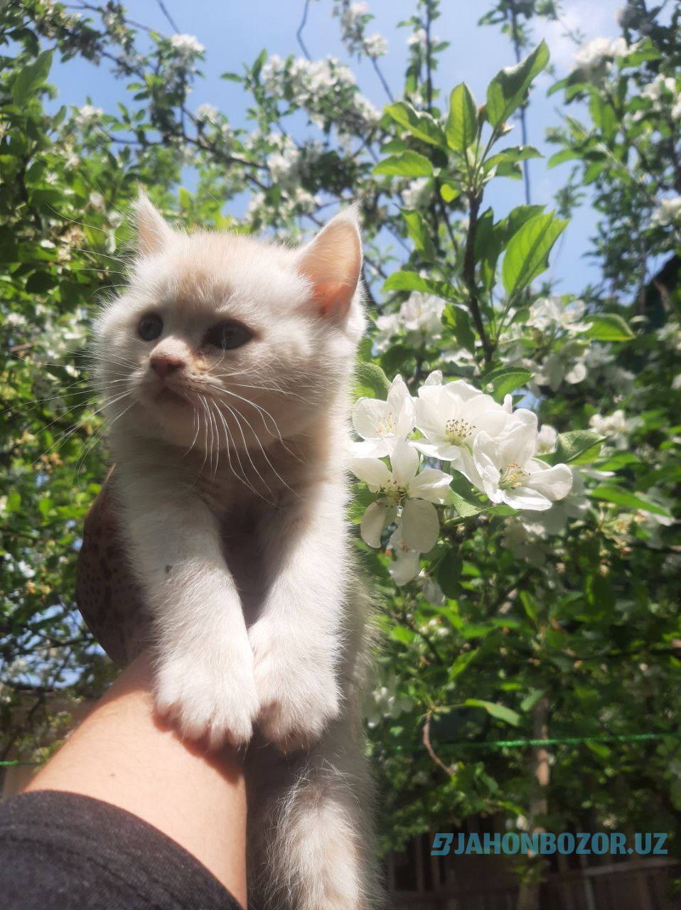 Scottish strayt va scottish fold (okras Mramor)