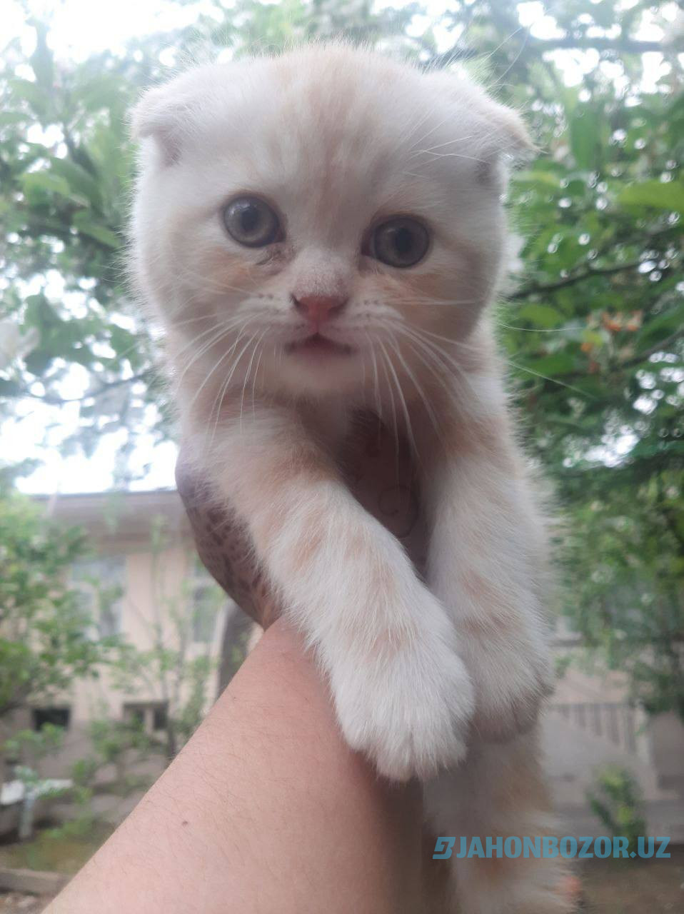 Scottish strayt va scottish fold (okras Mramor)