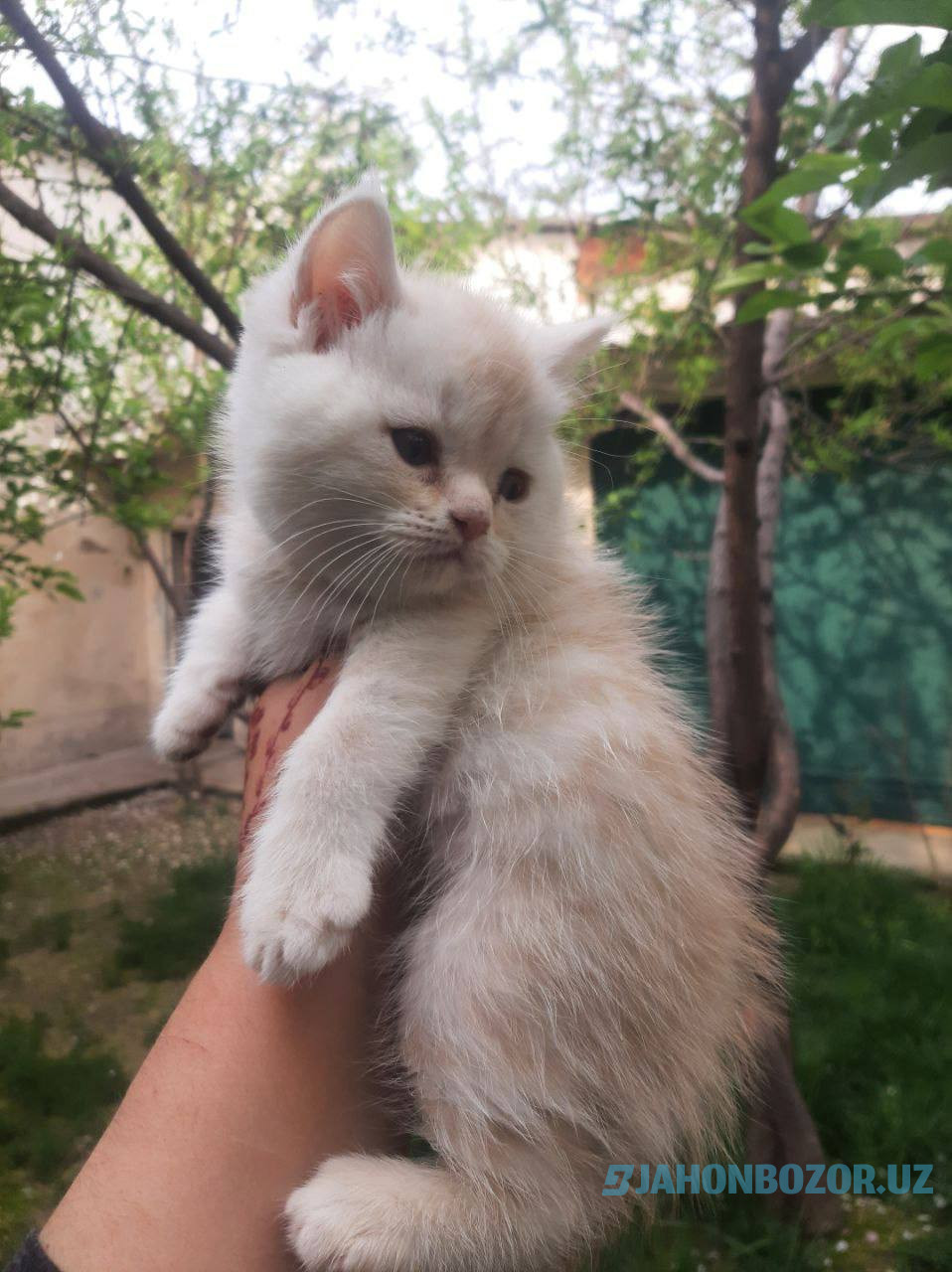 Scottish strayt va scottish fold (okras Mramor)