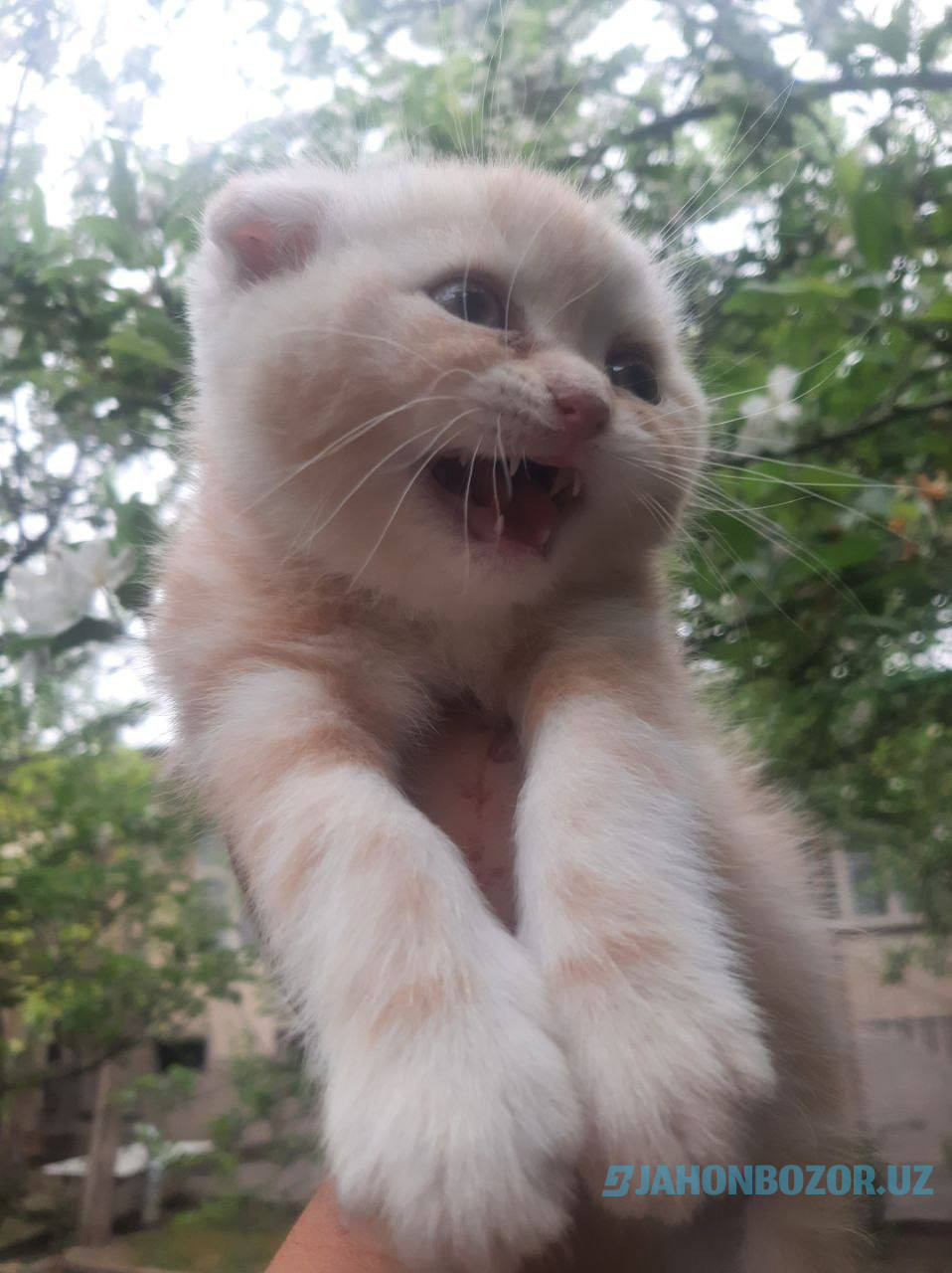 Scottish strayt va scottish fold (okras Mramor)