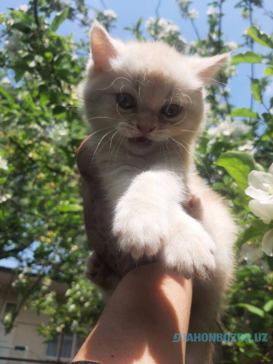 Scottish strayt va scottish fold (okras Mramor)