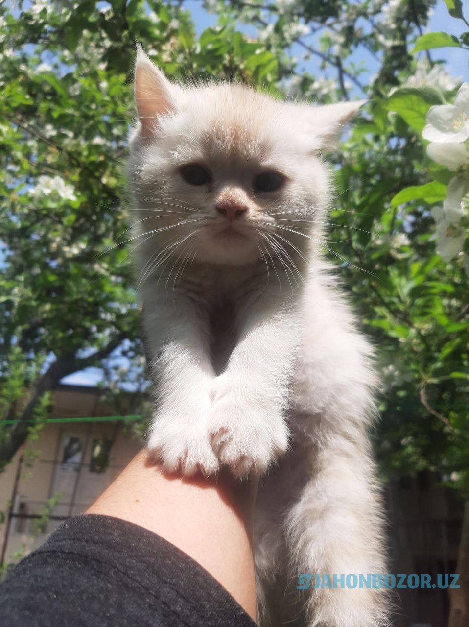 Scottish strayt va scottish fold (okras Mramor)