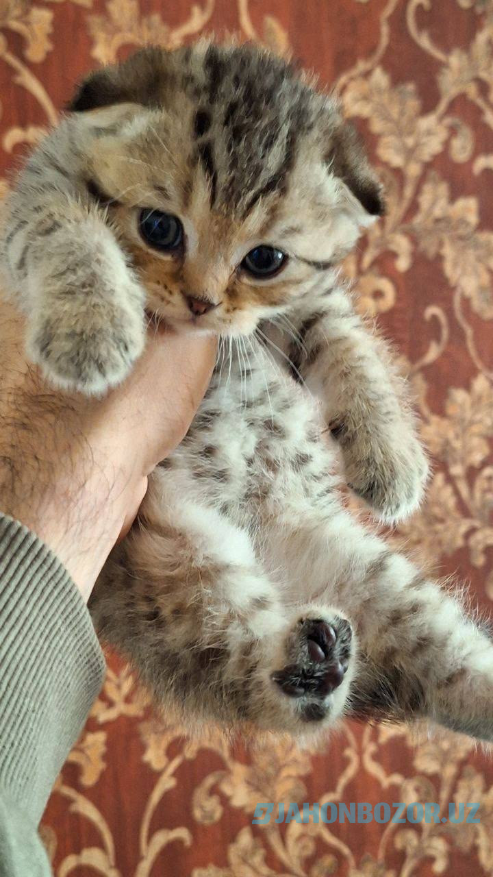 Scottish fold 