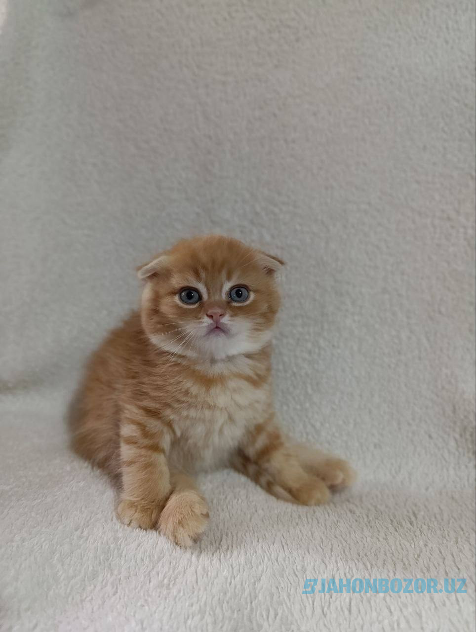 Scottish fold 