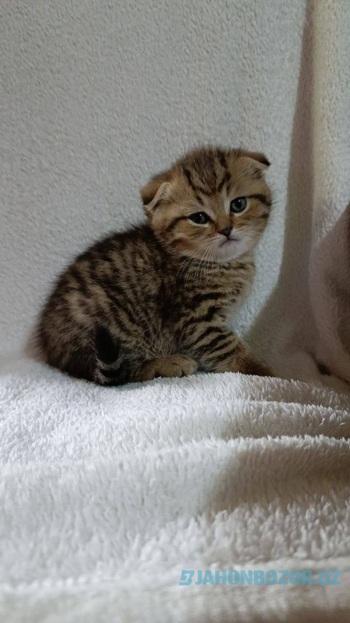 Scottish fold 