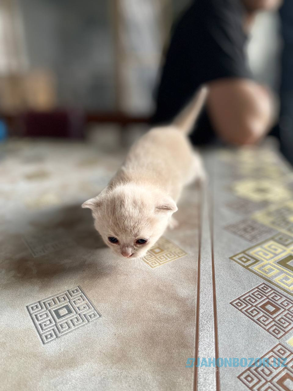 Scottish fold 