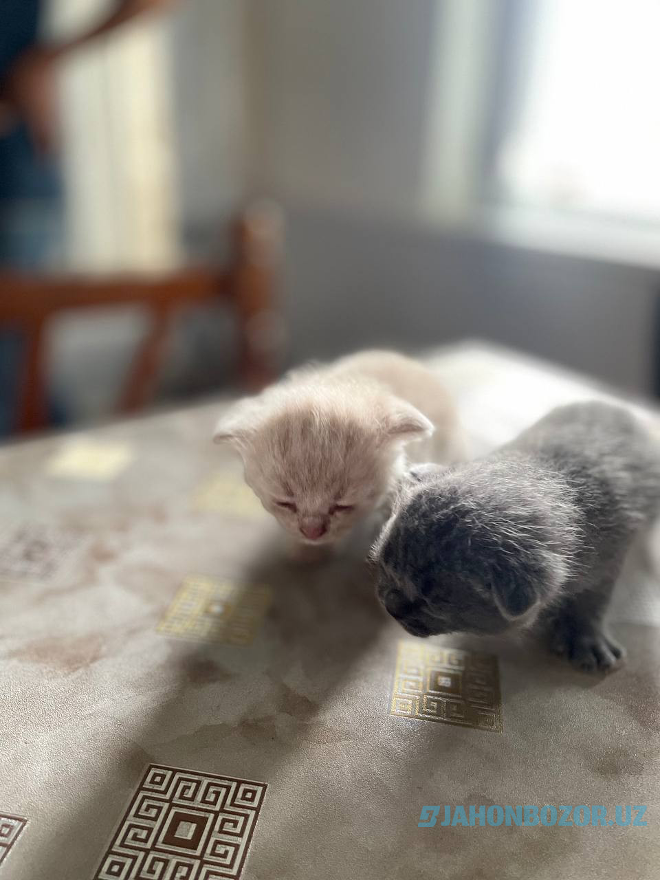 Scottish fold 