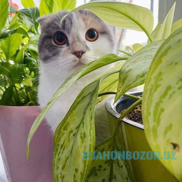 Scottish fold tricolor