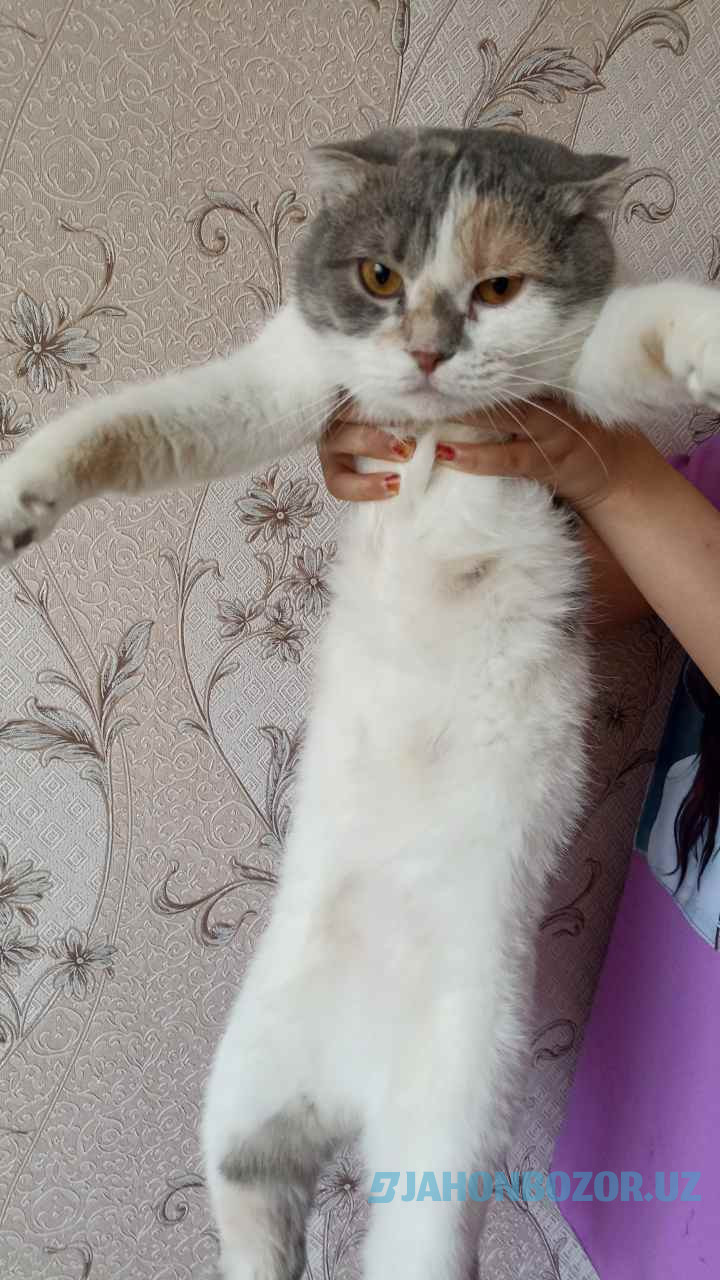 Scottish fold tricolor