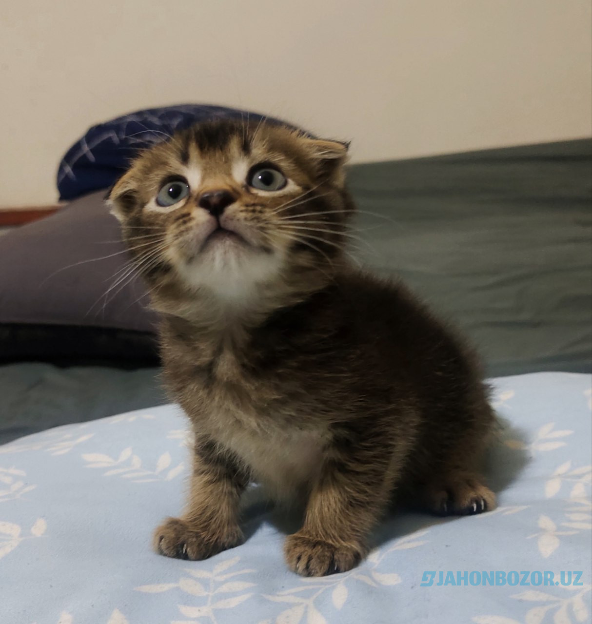 Scottish fold 