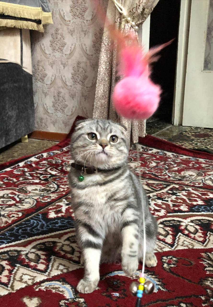 Vyaskaga Miramirniy scottish fold shinshilla 