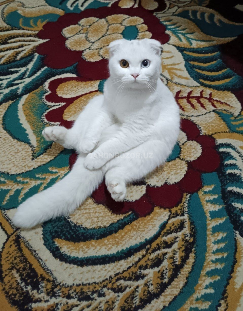 Scottish fold 