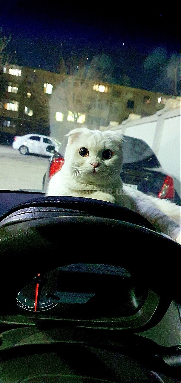 Scottish fold 