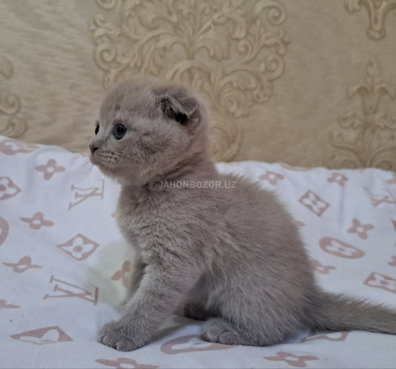 Scottish fold 