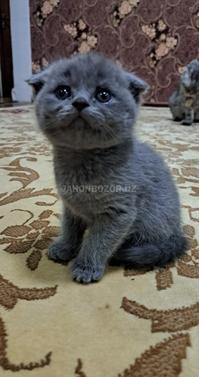 Scottish fold 