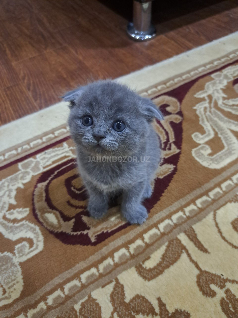 Scottish fold 