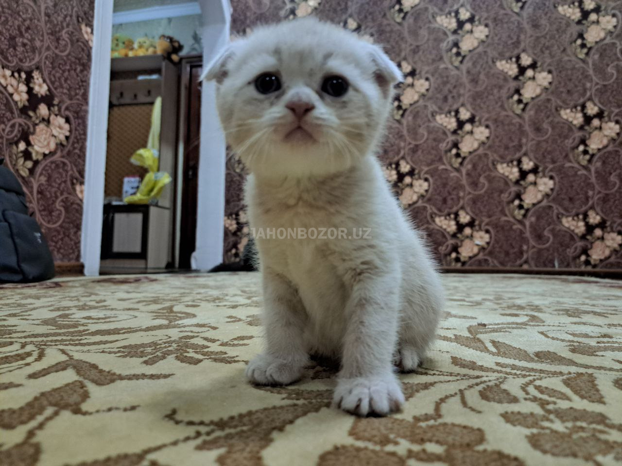 Scottish fold 